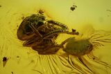 Detailed Fossil Caddisfly & Wasp In Baltic Amber - Blue Eyes! #166204-1